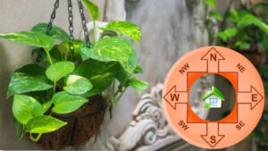 Money Plant: మనీ ప్లాంట్ సీక్రెట్స్.. ఈ తప్పులు చేశారో తిప్పలు తప్పవు.. వెంటనే ఇలా చేయండి..