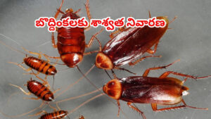 కిచెన్‌లో బొద్దింకల బెడదతో విసిగిపోయారా? ఈ సింపుల్ చిట్కాలతో వాటిని శాశ్వతంగా పారద్రోలండి!