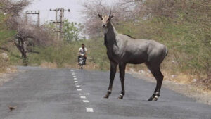 Nilgai: నీల్గాయ్.. ఇదేదో క్రాస్ బ్రీడ్ అనుకుంటే పొరబడినట్లే..