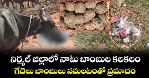 నిర్మల్ జిల్లాలో నాటు బాంబుల కలకలం.. గేదెలు బాంబులు నమలటంతో ప్రమాదం