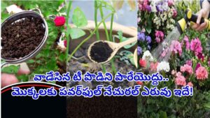 వాడేసిన టీ పొడిని పారేస్తున్నారా? మొక్కలకు అమృతం లాంటి ఉచిత ఎరువును ఇలా తయారు చేసుకోండి!