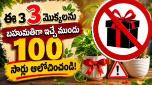 Vastu Tips: తెలియక ఈ మొక్కలను బహుమతిగా ఇస్తున్నారా? వాస్తు ప్రకారం అదృష్టం దూరమవుతుందట!