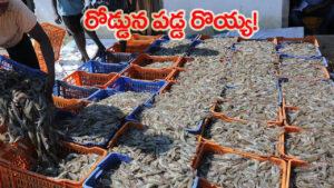రోడ్డున పడ్డ ‘డాలర్ల పంట’.. కష్టానికి ఫలితం లేక ‘క్రాప్ హాలిడే’ వైపు ఆక్వా రైతుల అడుగులు!