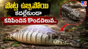 పొట్ట ఉబ్బిపోయి కదల్లేకుండా.. కనిపించిన కొండచిలువ.. అడవిలో షాకింగ్ సీన్ వైరల్