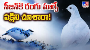 కాలానికి తగ్గట్టు రంగు మార్చే పక్షిని చూశారా