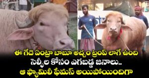 ఈ గేదె ఏంట్రా బాబూ అచ్చం ట్రంప్ లాగే ఉంది.. సెల్ఫీల కోసం ఎగబడ్డ జనాలు.. ఆ ఫ్యామిలీ ఫేమస్ అయిపోయిందిగా