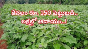 Brinjal Farming: వంకాయ సాగుతో కాసుల వర్షం.. ఈ రకం విత్తనాలతో రైతు సరికొత్త రికార్డు!