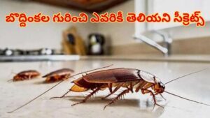 Cockroach: వార్నీ ఇంత కథ ఉందా.. బొద్దింకల గురించి 99 శాతం మందికి తెలియని సీక్రెట్స్ ఇవే!