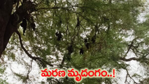 అల్లాడుతున్న అరణ్యం.. నేలకొరుగుతున్న వందలాది పక్షులు.. విలపిస్తున్న ప్రకృతి!