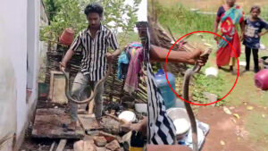 ఉక్కపోతతో ఇళ్లలోకి నాగుల ఎంట్రీ.. నంద్యాలలో భారీ కోబ్రా కలకలం
