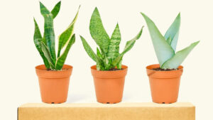 Snake Plant: ఇంట్లో స్నేక్ ప్లాంట్ పెంచుతున్నారా? ఏ దిశలో ఉంచాలో తెలియకపోతే లాభం కంటే నష్టమే ఎక్కువ