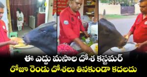 ఈ ఎద్దు మసాల దోశ కస్టమర్.. రోజూ రెండు దోశలు తినకుండా కదలదు.. వీడియో వైరల్