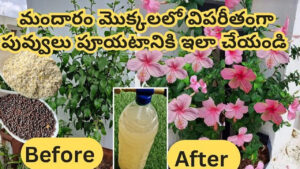 మందారం మొక్క గుత్తులు గుత్తులుగా పూయాలా.? 15 రోజులకోసారి ఇది ఒక్క స్పూన్ ఇస్తే చాలు..
