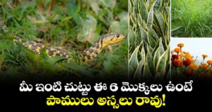 మీ ఇంటి చుట్టు ఈ 6 మొక్కలు ఉంటే.. పాములు అస్సలు రావు!