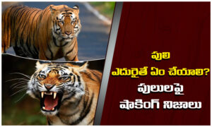 Tiger Facts: పులి ఎదురైతే ఏం చేయాలి? నిజంగా మనుషులను తింటాయా? ఫారెస్ట్‌ ఆఫీసర్‌ మాటల్లో షాకింగ్‌ నిజాలు