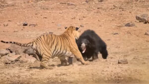 Tiger vs Bear: ఎలుగుబంటి, పులి పోట్లాటకు దిగితే నెగ్గేది ఎవరు..?