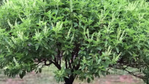 తులసి కోట దగ్గర ఈ తప్పులు అస్సలు చేయకండి! ఇంట్లోని లక్ష్మీదేవి వెళ్ళిపోతుంది