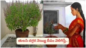ఆదివారం తులసి మొక్కకు నీరు పోయకూడదని ఎందుకు అంటారు? నిజం తెలుసుకోండి!