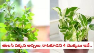 Tulsi Vastu: తులసి మొక్క దగ్గర ఈ మొక్కలు పెంచుతున్నారా? అయితే వెంటనే తొలగించండి, లేదంటే ప్రమాదం!