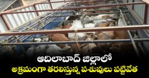 ఆదిలాబాద్ జిల్లాలో అక్రమంగా తరలిస్తున్న పశువులు పట్టివేత