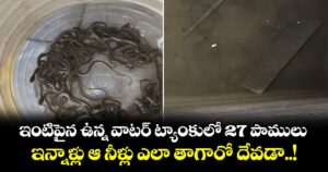 ఇంటిపైన ఉన్న వాటర్ ట్యాంకులో 27 పాములు.. ఇన్నాళ్లు ఆ నీళ్లు ఎలా తాగారో దేవడా..!