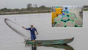 Aqua Farmers: ఆక్వా రైతులకు మరోషాక్‌.. మూడు నెలల్లో రెండో సారి..