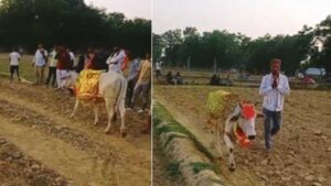 Wonder: పొలంలో ఏడు రోజులుగా ప్రదక్షిణలు చేస్తున్న ఆవు.. అద్భుతమంటూ ఎగబడిన జనం..