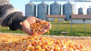 Grain Storage Silos: తెలంగాణలో ధాన్యం నిల్వకు అత్యాధునిక సైలోలు.. రూ.4,450 కోట్లతో భారీ ప్రణాళిక.!