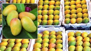 Kesar Mango Record: పండ్ల రాజు గిర్ కేసర్ మామిడి.. 10 ఏళ్ల రికార్డులు బద్దలు