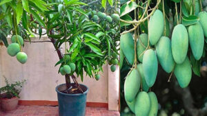 ఈ రకం మొక్కలతో ఏడాది పొడవునా మామిడి పండ్ల దిగుబడి.. టెర్రస్‌ గార్డెన్‌లోనూ ఈజీగా పెంచుకోవచ్చు..!