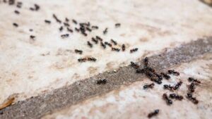 Home Remedies : ఇంట్లో చీమల బెడదా.? 2 పదార్థాలతో శాశ్వత పరిష్కారం.!