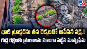 భారీ ట్రాక్టర్‌ను తన రెక్కలతో ఆపేసిన పక్షి..! గుడ్ల రక్షణకు ప్రాణాలను పణంగా పెట్టిన మాతృప్రేమ