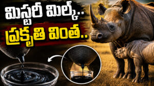 మిస్టరీ మిల్క్.. ప్రకృతి వింత.. ఈ జంతువు ఇచ్చే పాల గురించి తెలిస్తే నోరెళ్లబెట్టాల్సిందే..