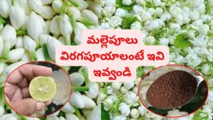 చాలా సింపుల్.. వర్షాకాలం అంతా మల్లెపూలు బాగా పూయాలంటే ఈ 3 కలిపి ఇవ్వండి..