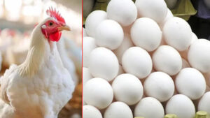 Chicken Prices: మాంసం ప్రియులకు బ్యాడ్ న్యూస్.. భారీగా పెరగనున్న చికెన్, కోడి గుడ్ల ధరలు…!