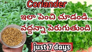 ఒకే ఒక వారంలో కొత్తిమీర  గుబురు, గుబురుగా పెంచే టెక్నిక్ మీ కోసం..