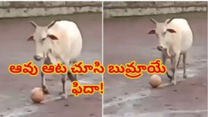 ఫుట్‌బాల్ మ్యాచ్‌లో దూరిన ఆవు.. పిల్లల దగ్గర బంతిని లాక్కొని ఏం చేసిందో చూస్తే..!