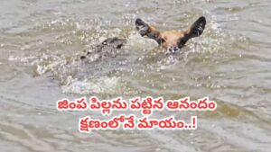 Video: జింక పిల్లను పట్టిన ఆనందంలో మొసలి.. వెనక్కి తిరిగి చూస్తే దిమ్మతిరిగే ట్విస్ట్..!