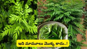 Vastu Tips: ఇంట్లో కరివేపాకు మొక్క ఉందా? ఈ దిశలో పెడితే శని దోషాలు తగ్గి అదృష్టం పెరుగుతుందట!