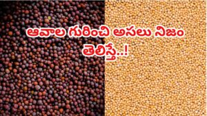 నల్ల ఆవాలు vs పసుపు ఆవాలు.. వీటి మధ్య తేడాలు, ఆరోగ్య ప్రయోజనాలు తెలుసా?