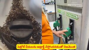 E20 Petrol: ఈ పెట్రోల్ చీమలను అట్రాక్ట్ చేస్తోందా? వైరల్ వీడియోపై BPCL ఏం చెబుతోంది