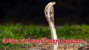 Andhra Pradesh: వామ్మో.. పాము పగ అంటే ఇట్లుంటదా.. వ్యక్తిని వెతికిమరీ 3 సార్లు కాటు.. చివరకు ఏమైందంటే..?