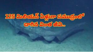 సముద్ర గర్భంలో సరికొత్త రికార్డు… సజీవంగా కెమెరాకు చిక్కిన వింత గోబ్లిన్ షార్క్! వీడియో చూశారంటే..