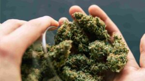 Ganja Smuggling : శంషాబాద్‌లో అంతర్రాష్ట్ర గంజాయి రాకెట్ గుట్టురట్టు..