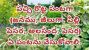 రైతన్నలూ.. నేలను బట్టి  పచ్చిరొట్టె పంటగా  ఏది మంచిదో తెలుసుకుందాం..