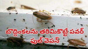 బొద్దింకలను తరిమికొట్టే పవర్ ఫుల్ వెపన్స్.. ఈ 3 మీ ఇంట్లో ఉంటే.. అవి దరిదాపుల్లోకి కూడా రావు