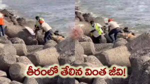మెరైన్ డ్రైవ్‌లో కలకలం.. ఒడ్డుకు కొట్టుకొచ్చిన ‘రహస్య జీవి’.. అసలు నిజం తెలిసి షాక్!