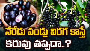 Jamun Fruits: నేరేడు పండ్లు విరగకాస్తే కరువు తప్పదా..? వాతావరణ మార్పులు దేనికి సంకేతం.. మిస్టరీ వెనుక హిస్టరీ ఇదే
