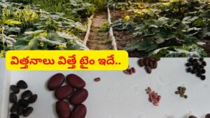 వర్షాకాలంలో పెట్టుకునే కూరగాయ విత్తనాలు ఇవే.. ఈ చిన్న జూన్ లాజిక్‌తో బుట్టలు బుట్టలు కాస్తాయ్..
