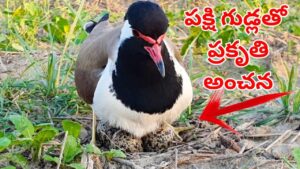 Monsoon Prediction: గుడ్లలో దాగిన వర్ష రహస్యం.. ఈ పక్షి చెప్పిందే ప్రకృతి నిర్ణయం!